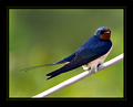 swallow