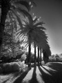 Aleja palmi