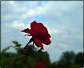 ruže ljubavi