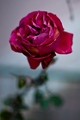 ružin zimski c…