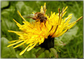 Pčela na cvije…