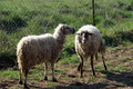 2 ovce pričaju…