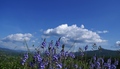 flowers, hills…