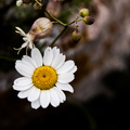 Bijeli cvijet 