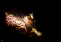 Blenny