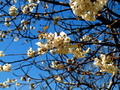 trešnja u cvat…