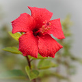 Hibiskus