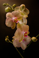 Orchid