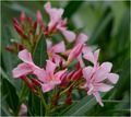 Oleander