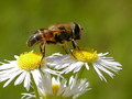 Pčelica