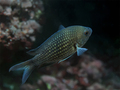 Crnej (Chromis…