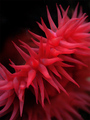 Crvena moruzgv…