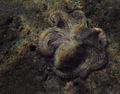 Hobotnica (Oct…