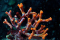 Lažni koralj (…