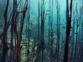 Podvodna šuma …