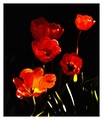 ...moji tulipa…