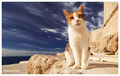 Cat in Dubrovn&hellip;