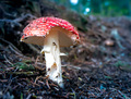 Red Mushroom