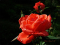 Ruža ljubavi