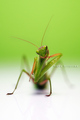 Mantis religio…