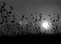 SunSet BlackWh&hellip;
