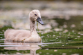 Cygnus olor - …