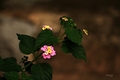 Lantana