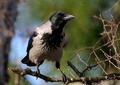 Siva Vrana