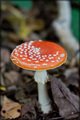 Amanita muscar…