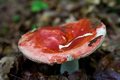 russula emetica