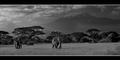 Afrika
