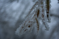 Frosty_willow