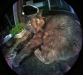 Izzy Fisheye