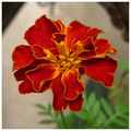  Tagetes