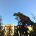 Pinus Medicus