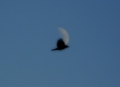 MOONBIRD