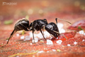 Zedni mravac