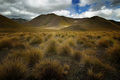 Tussock at Lin…