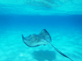 stingray