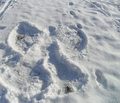 Snow Angel :)