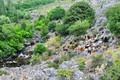 Koze na izvoru…