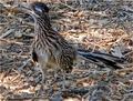RoadRunner
