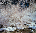 Zimska ikebana…