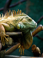 Iguana