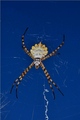 Argiope lobata