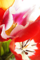 Tulipani 2