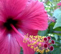 Hibiskus