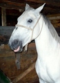 Bijeli konj je…