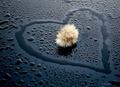 Ljubav na kiši…