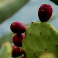  Opuntia ficus…